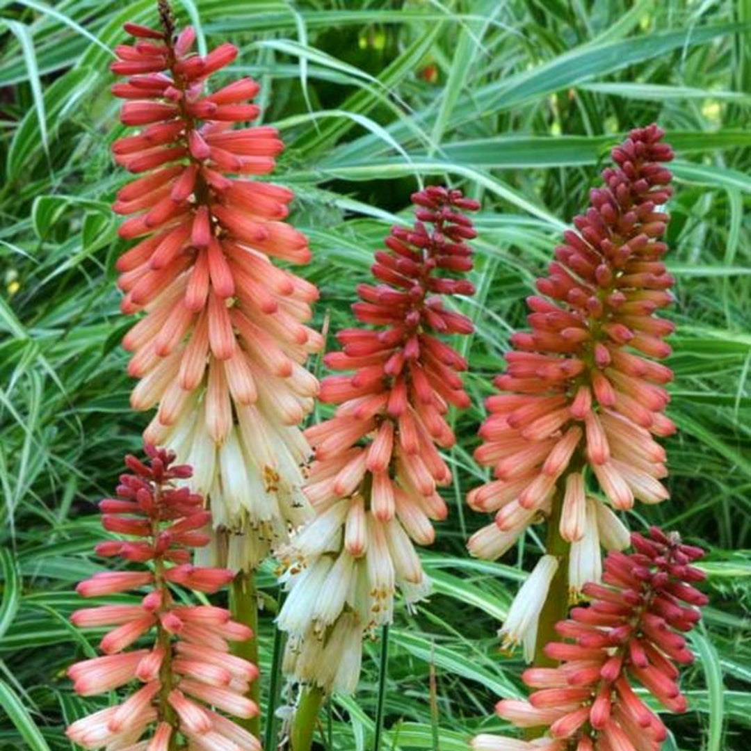 Kniphofia 'Orange Vanilla Popsicle' PP24292 Poker Plant, 1 Gallon Perennials