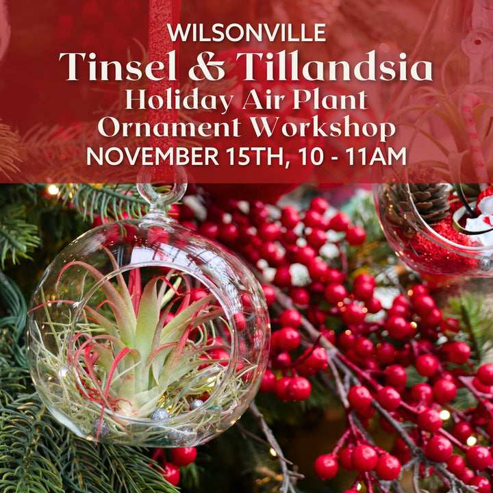 Tinsel & Tillandsia: Holiday Air Plant Ornament Workshop - Wilsonville