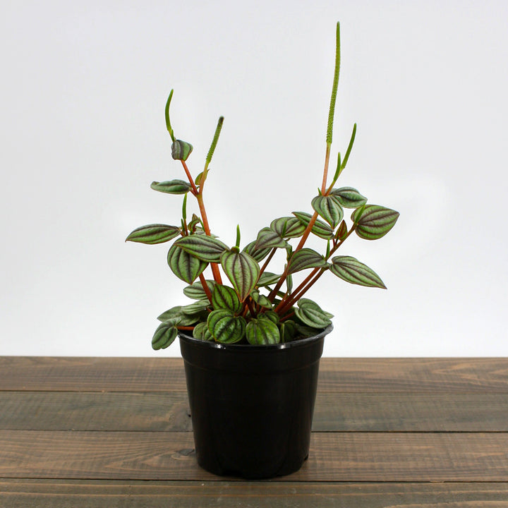 Peperomia albovittata 'Piccolo Banda' Peperomia, 4 Inch Houseplants