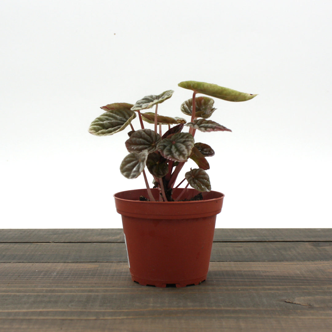 Al's Garden & Home 'Napoli Nights' Emerald Ripple (Peperomia caperata), 4 Inch houseplant