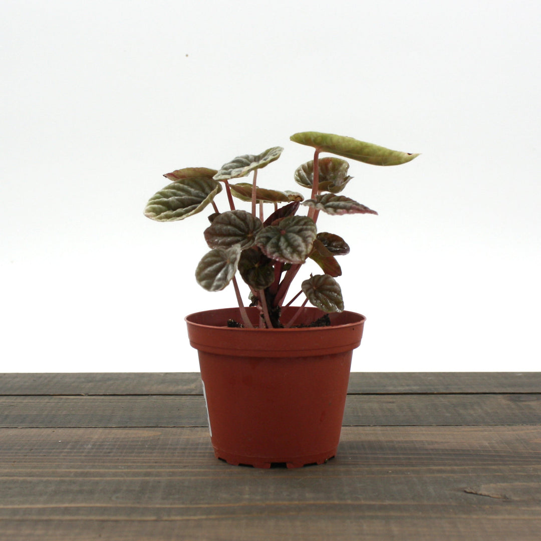 Peperomia caperata 'Napoli Nights' Peperomia, 4 Inch Houseplants