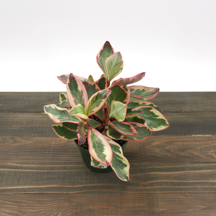 Al's Garden & Home 'Ginny' Red Edged Peperomia (Peperomia clusiifolia), 4 Inch houseplant