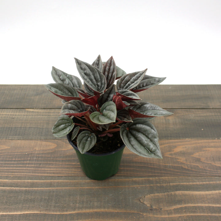 Al's Garden & Home 'Mendoza' Emerald Ripple (Peperomia caperata), 4 Inch houseplant