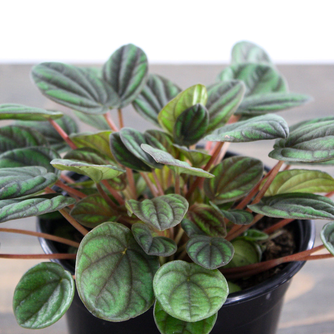 Peperomia 'Peppermill' Peperomia, 4 Inch Houseplants