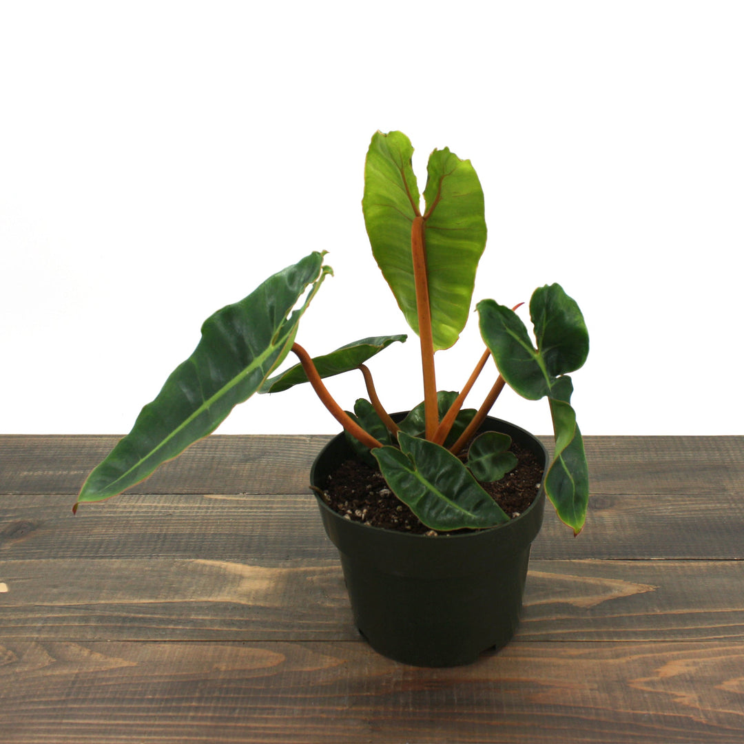 Philodendron billietiae Philodendron, 6 Inch Houseplants