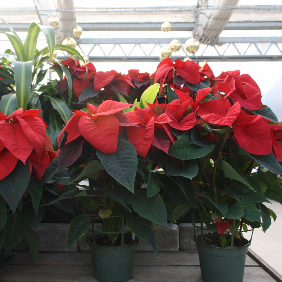 Euphorbia pulcherrima 'Christmas Cheer' Classic Poinsettia, 8 Inch Houseplants