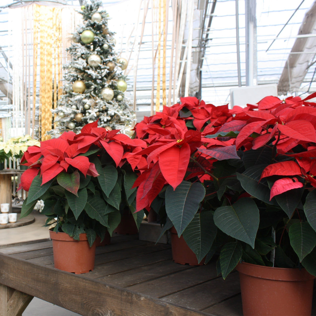 Euphorbia pulcherrima 'Christmas Cheer' Classic Poinsettia, 8 Inch Houseplants