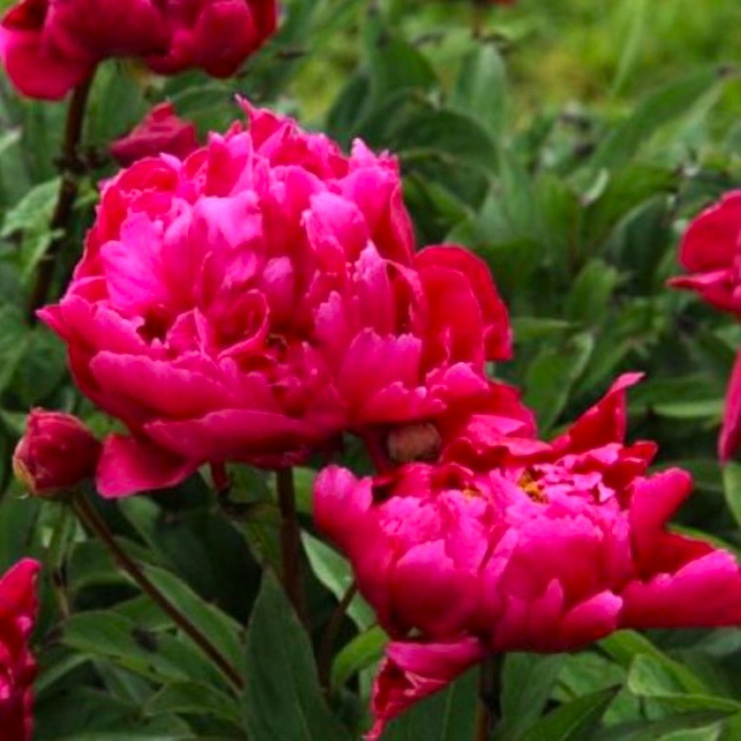 Paeonia lactiflora 'Karl Rosenfeld' Peony, 2 Gallon Perennials