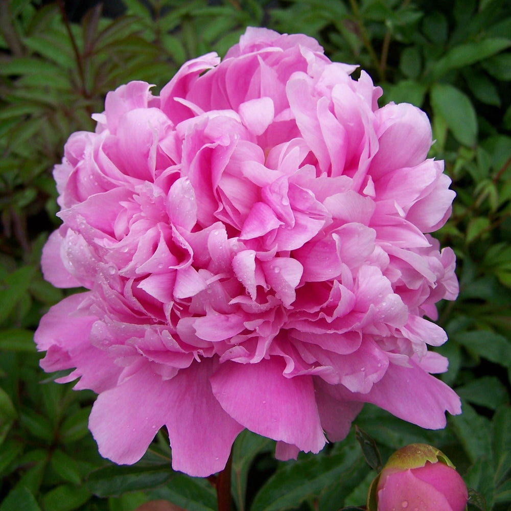 Paeonia lactiflora 'Monsieur Jules Elie' Peony, 2 Gallon Perennials