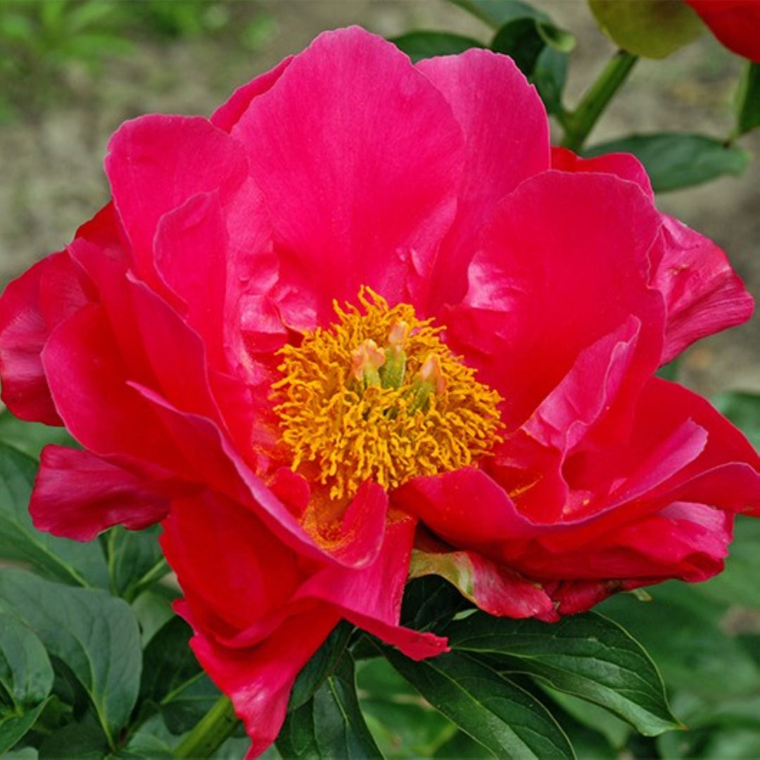 Paeonia lactiflora 'Paula Fay' Peony, 2 Gallon Perennials