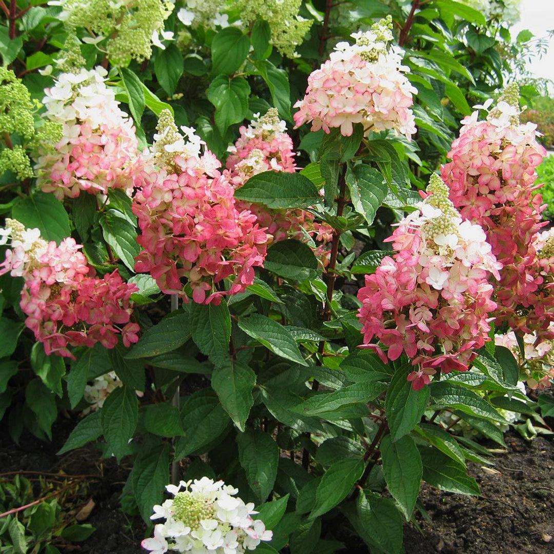 Hydrangea paniculata 'Kolmavesu' PP26928 Panicle Hydrangea, 2 Gallon Shrubs