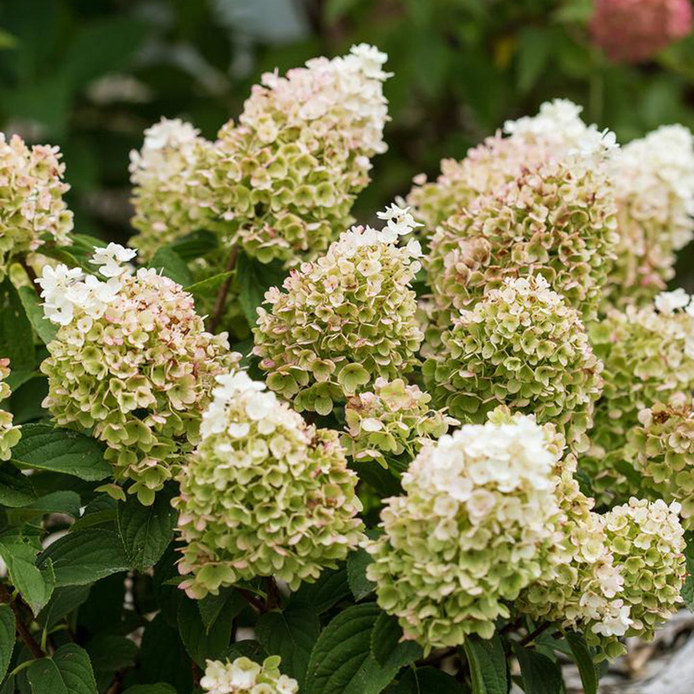 Hydrangea paniculata 'First Editions Little Hottie' Panicle Hydrangea, 2 Gallon Shrubs