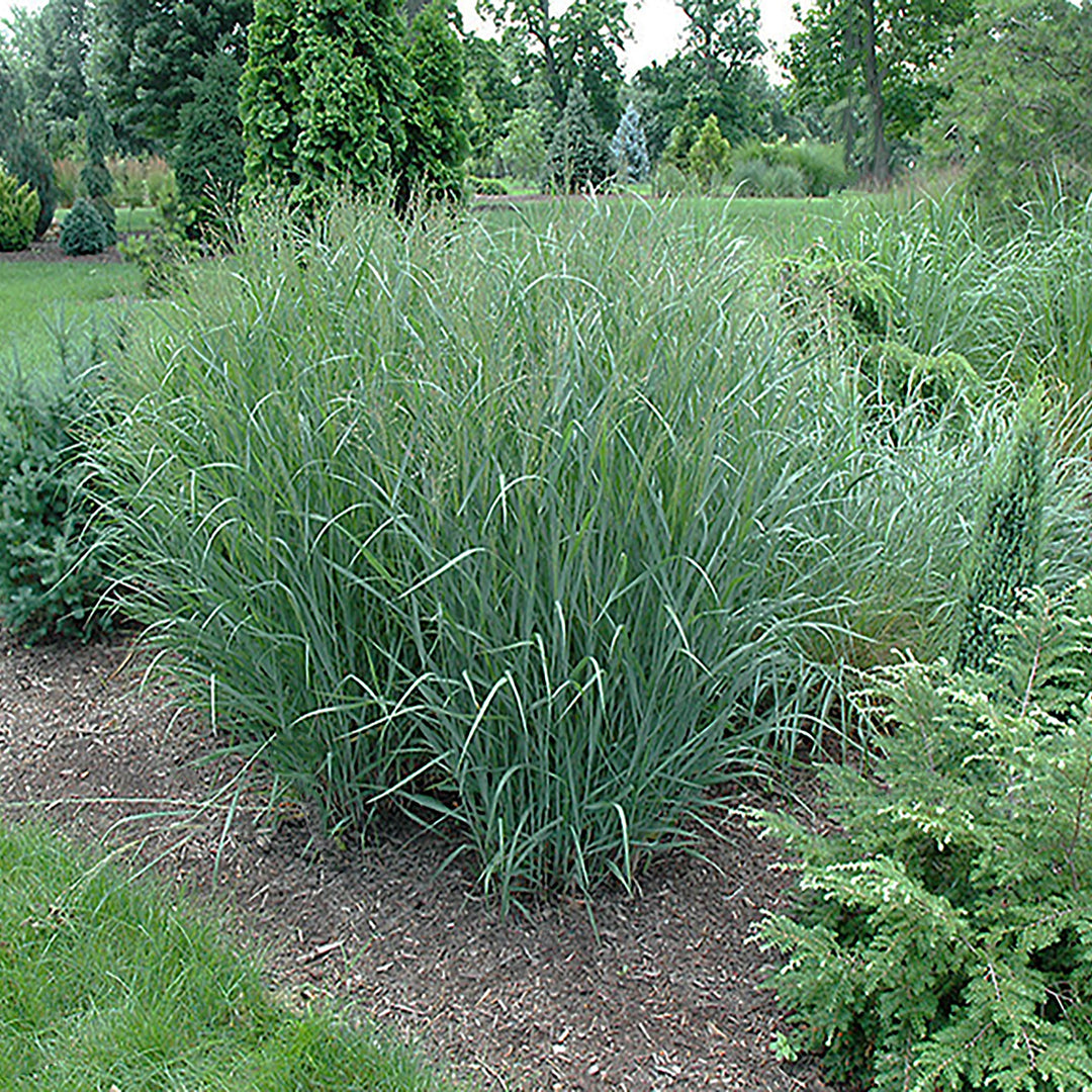 Panicum virgatum 'Heavy Metal' Switch Grass, 1 Gallon Perennials