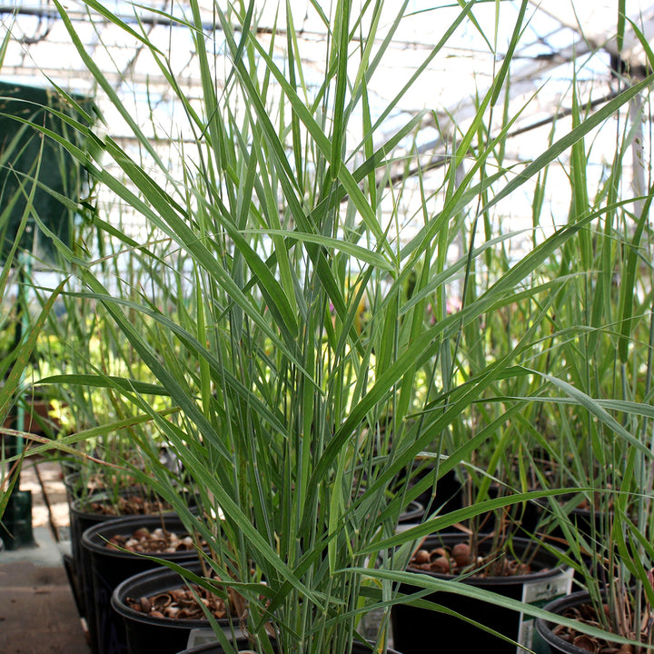 Panicum virgatum 'Heavy Metal' Switch Grass, 1 Gallon Perennials