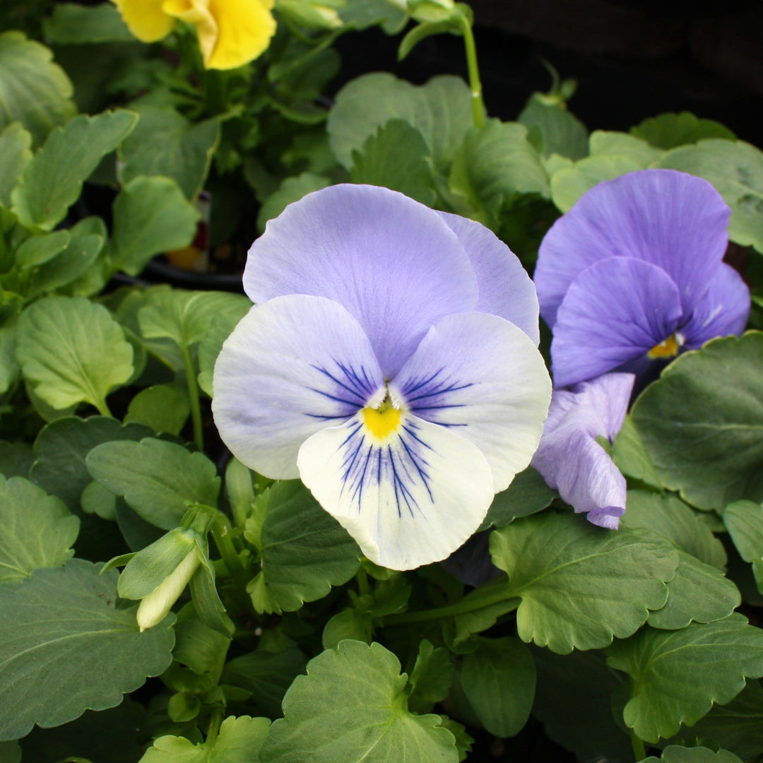 Viola x wittrockiana Pansy, 4 Inch Annuals
