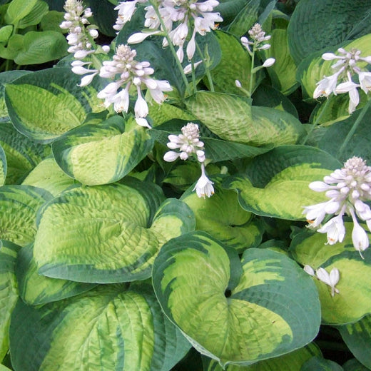 Hosta 'Paradigm' Hosta, 1 Gallon Perennials