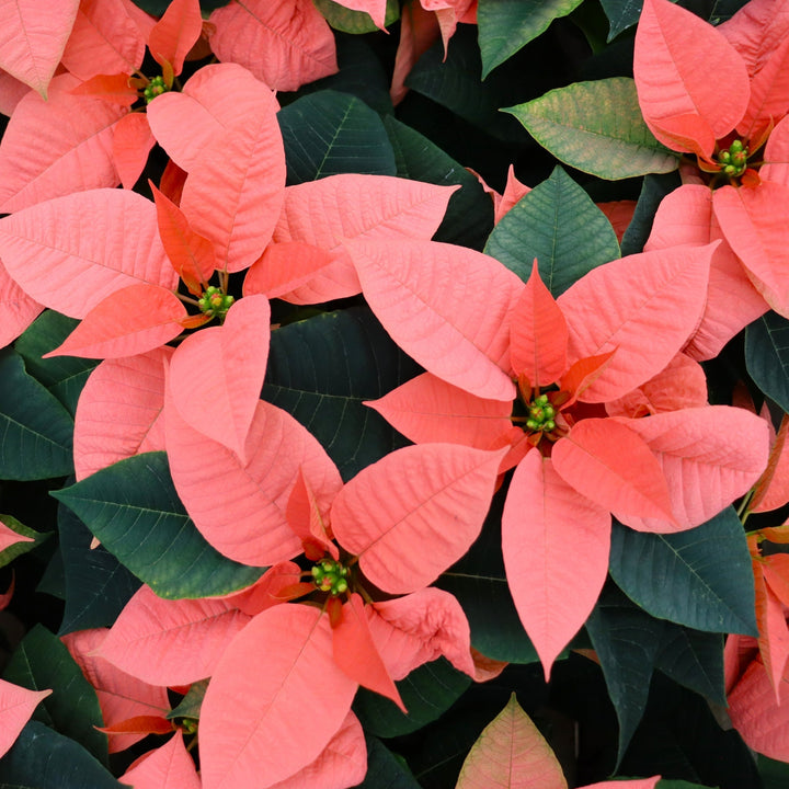 Euphorbia pulcherrima 'Peach Glow' Premium Poinsettia, 1 Quart Annuals