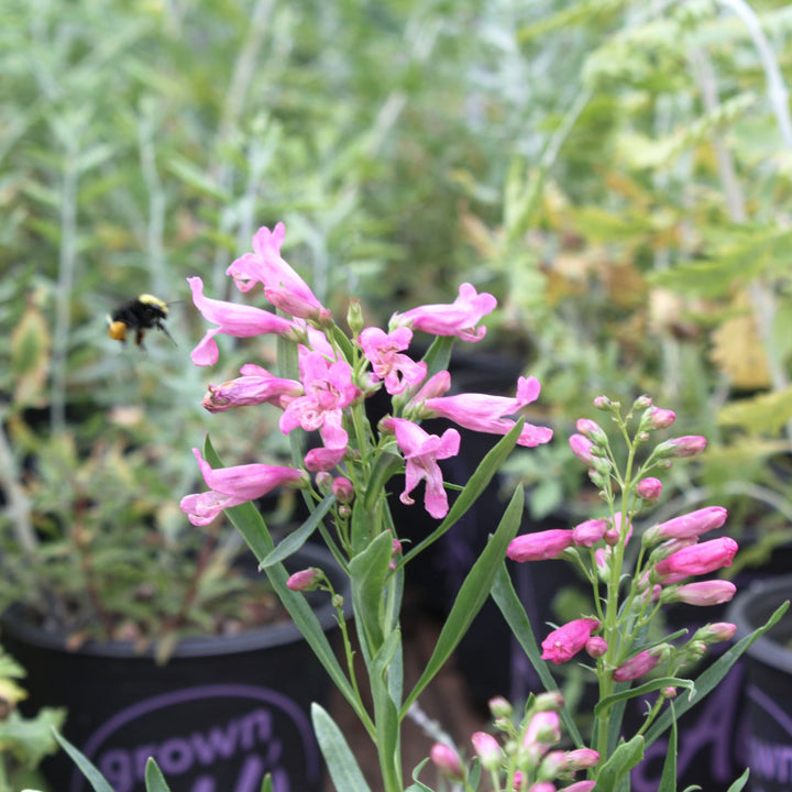 Penstemon barbatus 'Pristine Pink' Penstemon, 1 Gallon Perennials