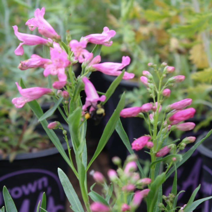 Penstemon barbatus 'Pristine Pink' Penstemon, 1 Gallon Perennials