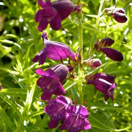 Penstemon x mexicali 'Pikes Peak Purple' Penstemon, 1 Gallon Perennials