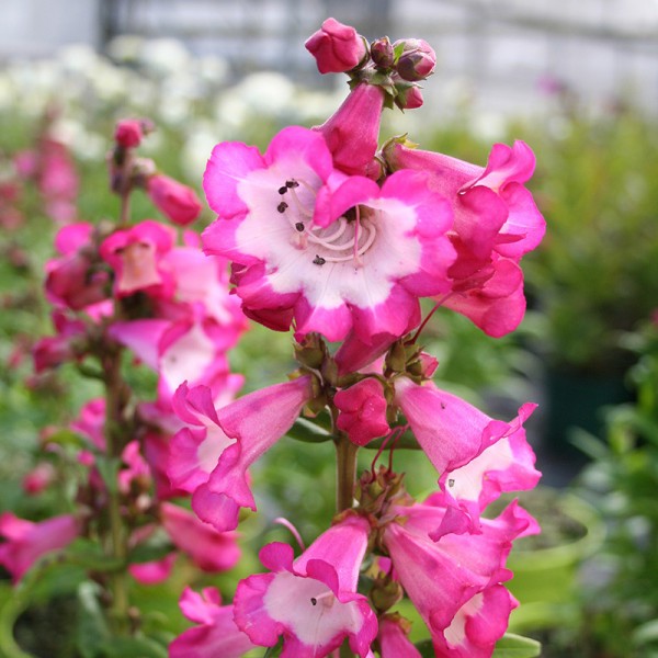 Penstemon hartwegii 'Polaris Rose' Penstemon, 1 Gallon Perennials