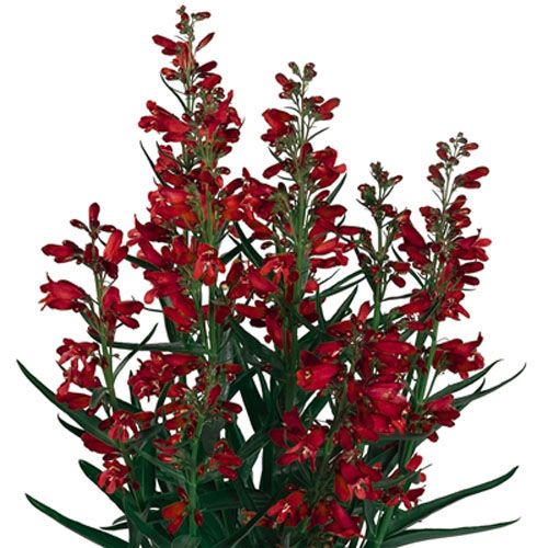 Penstemon barbatus 'Pristine Scarlet' Penstemon, 1 Gallon Perennials