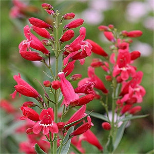 Penstemon barbatus 'Red Riding Hood' PP18950 Penstemon, 1 Gallon Perennials