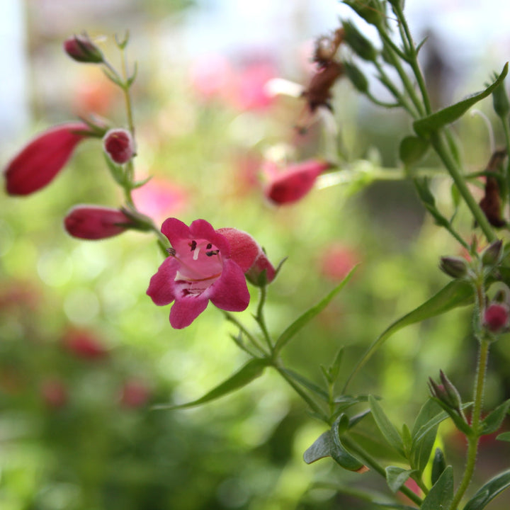 Penstemon mexicali 'Mini Bells Red' PPAF Penstemon, 1 Gallon Perennials