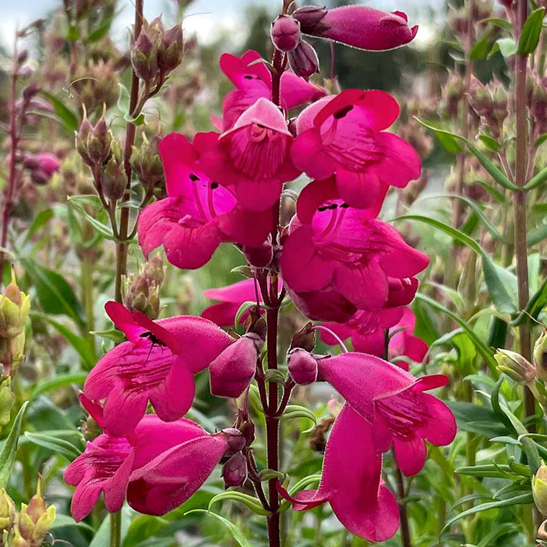 Al's Garden & Home 'Parade of Parrots' Penstemon, 1 Gallon perennial