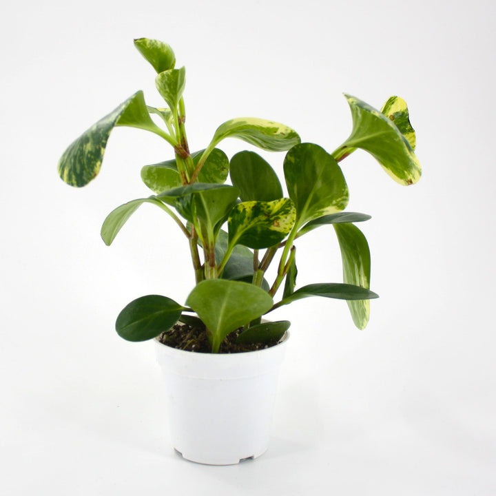 Peperomia obtusifolia 'Marble' Peperomia, 4 Inch Houseplants