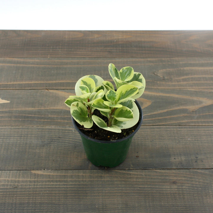 Peperomia obtipan 'Citrus Twist' Peperomia, 4 Inch Houseplants