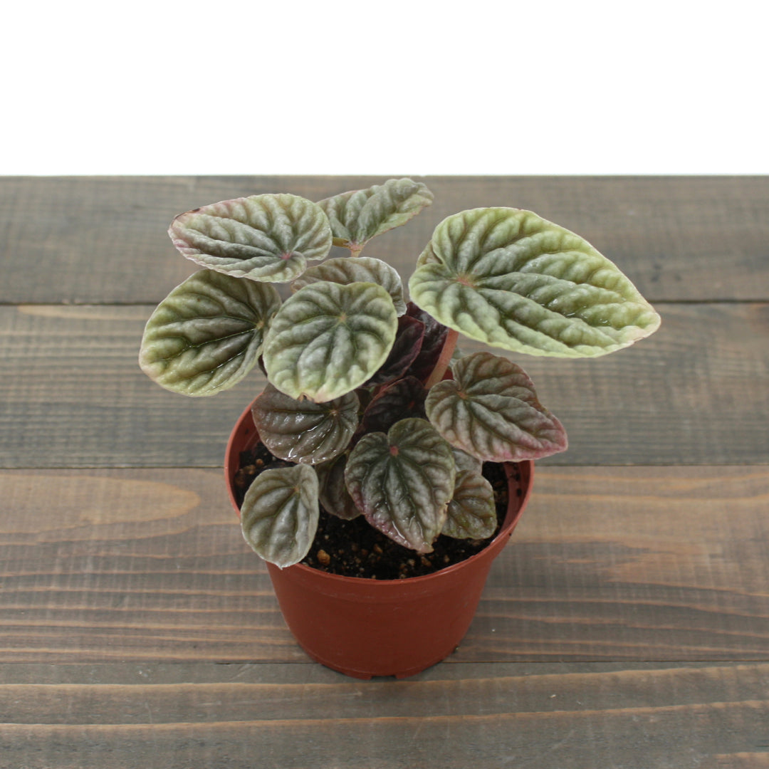 Al's Garden & Home 'Napoli Nights' Emerald Ripple (Peperomia caperata), 4 Inch houseplant