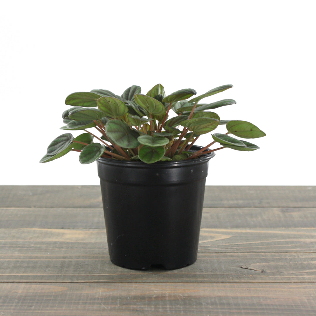 Peperomia - 'Peppermill' 4"