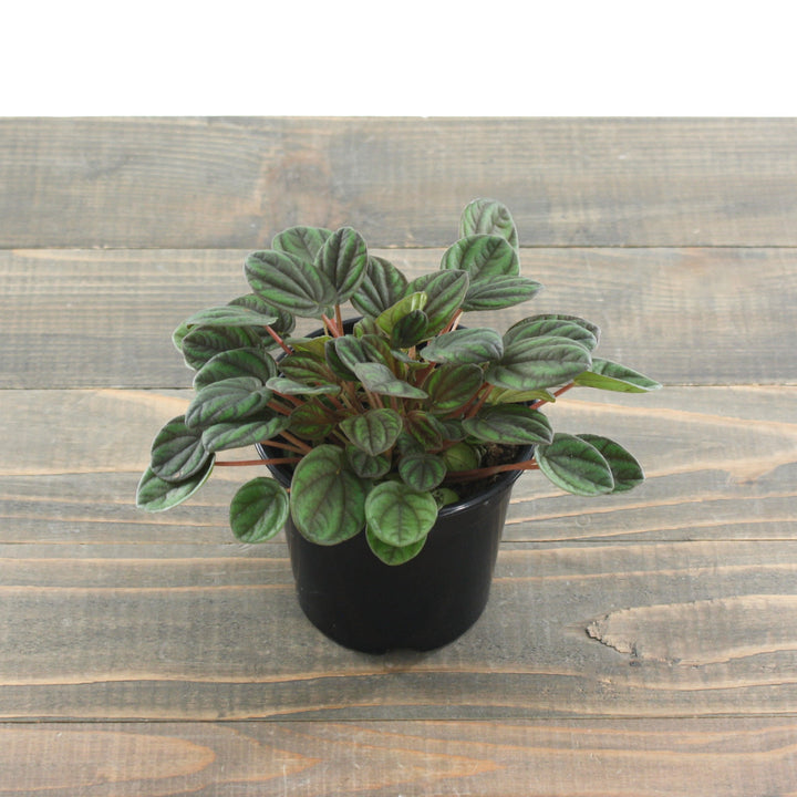 Peperomia 'Peppermill' Peperomia, 4 Inch Houseplants