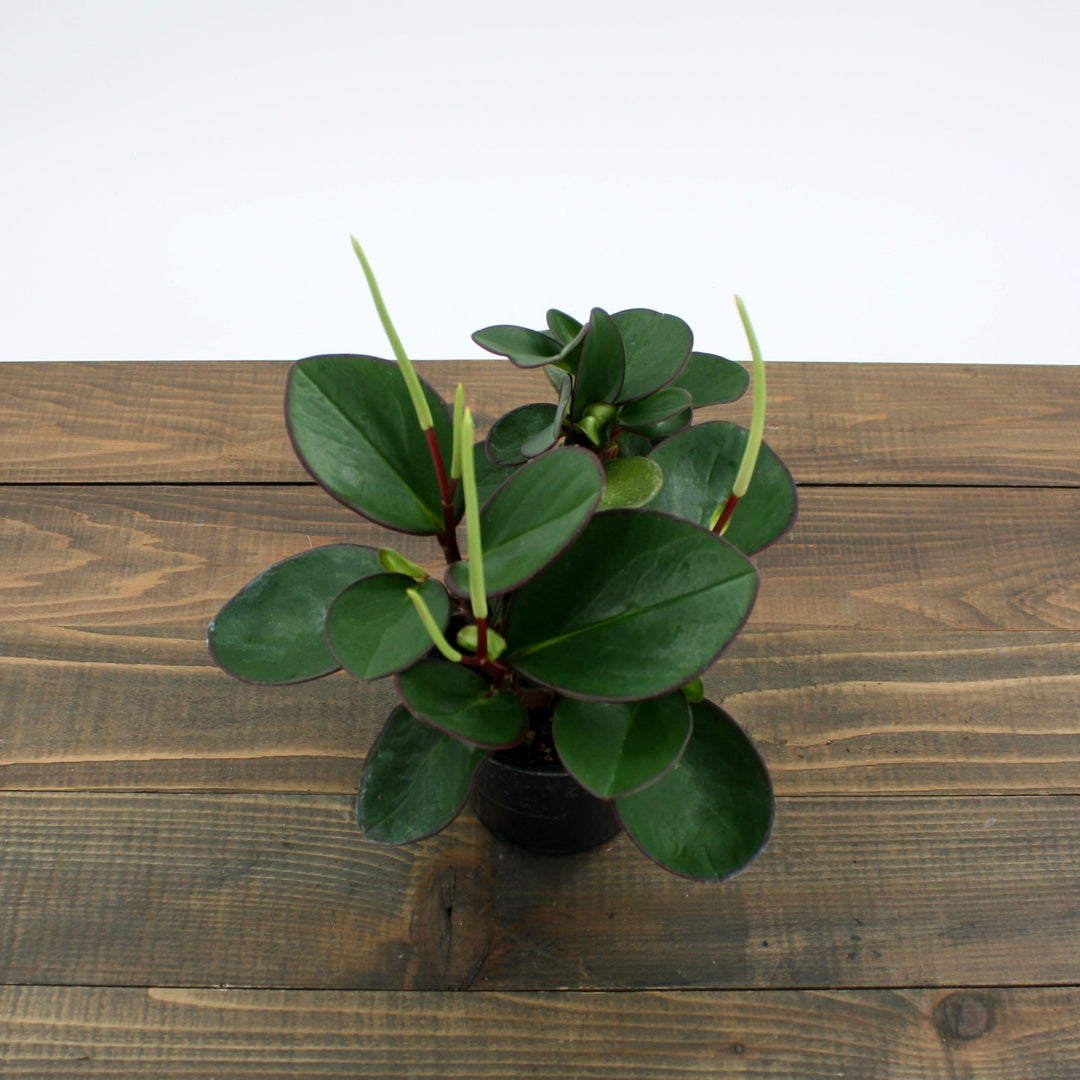 Peperomia clusiifolia 'Red Edge' Peperomia, 4 Inch Houseplants