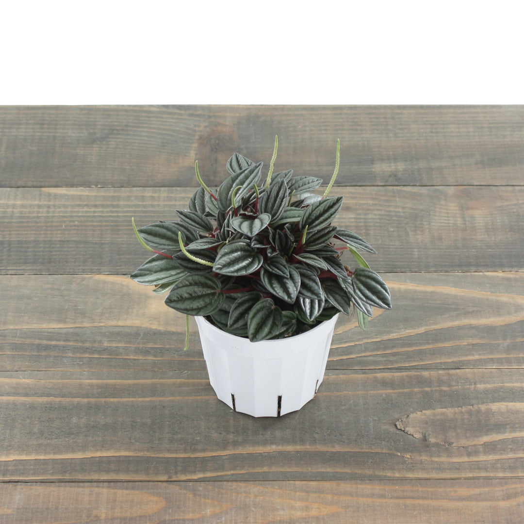 Peperomia marmorata x peruviana 'San Marino' Peperomia, 4 Inch Houseplants