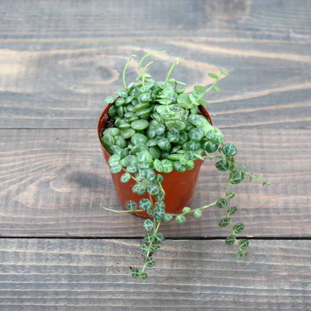 Peperomia prostrata String of Turtles, 3 Inch Houseplants
