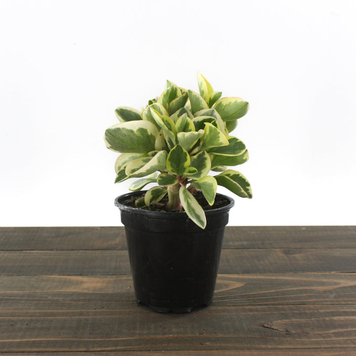 Peperomia obtipan 'Bicolor' Peperomia, 4 Inch Houseplants
