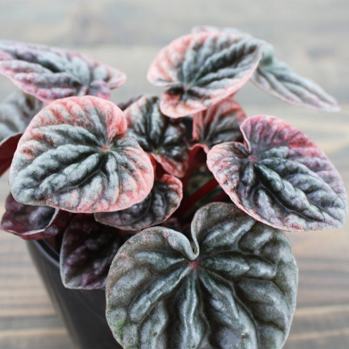 Peperomia caperata 'Schumi Red' Peperomia, 4 Inch Houseplants