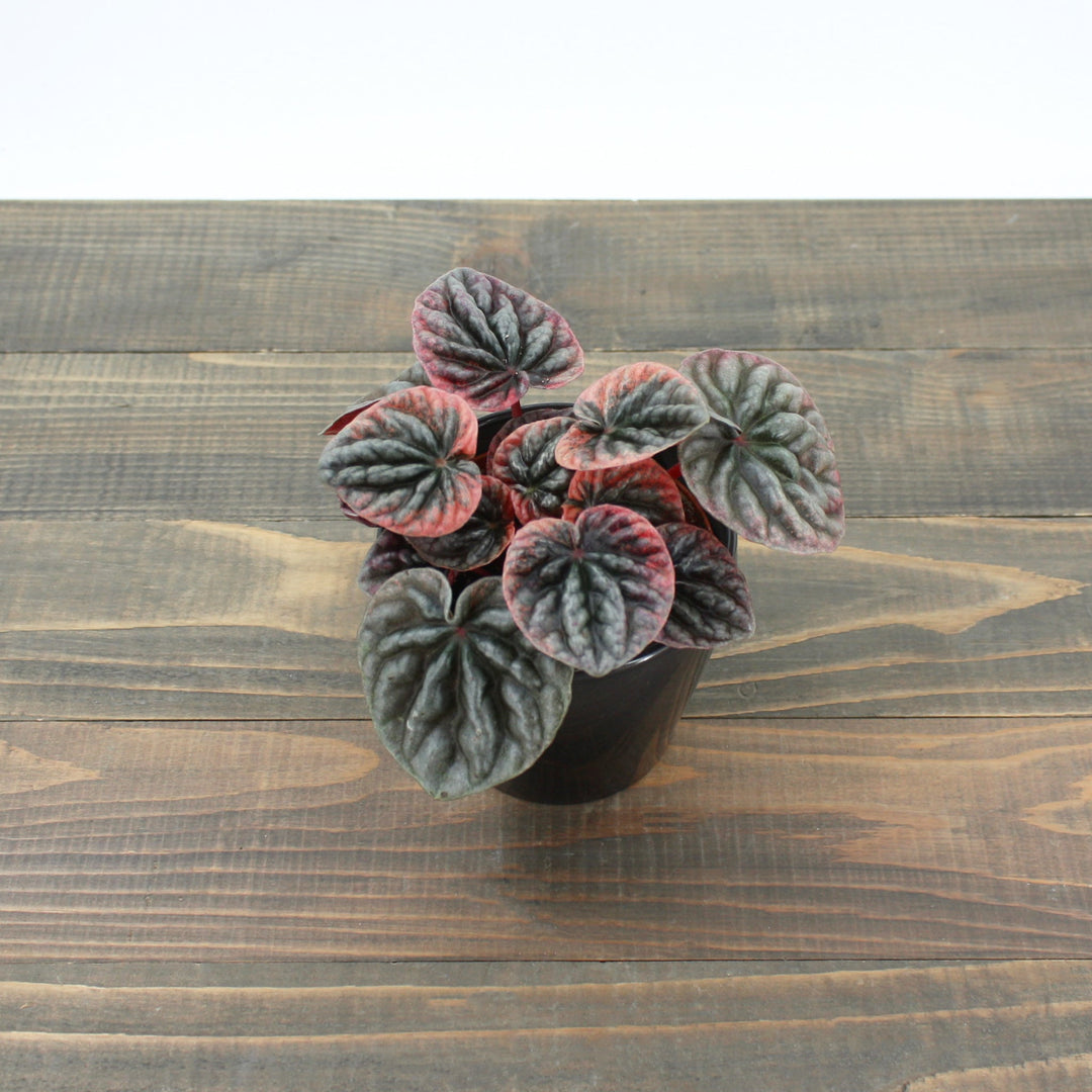 Peperomia caperata 'Schumi Red' Peperomia, 4 Inch Houseplants