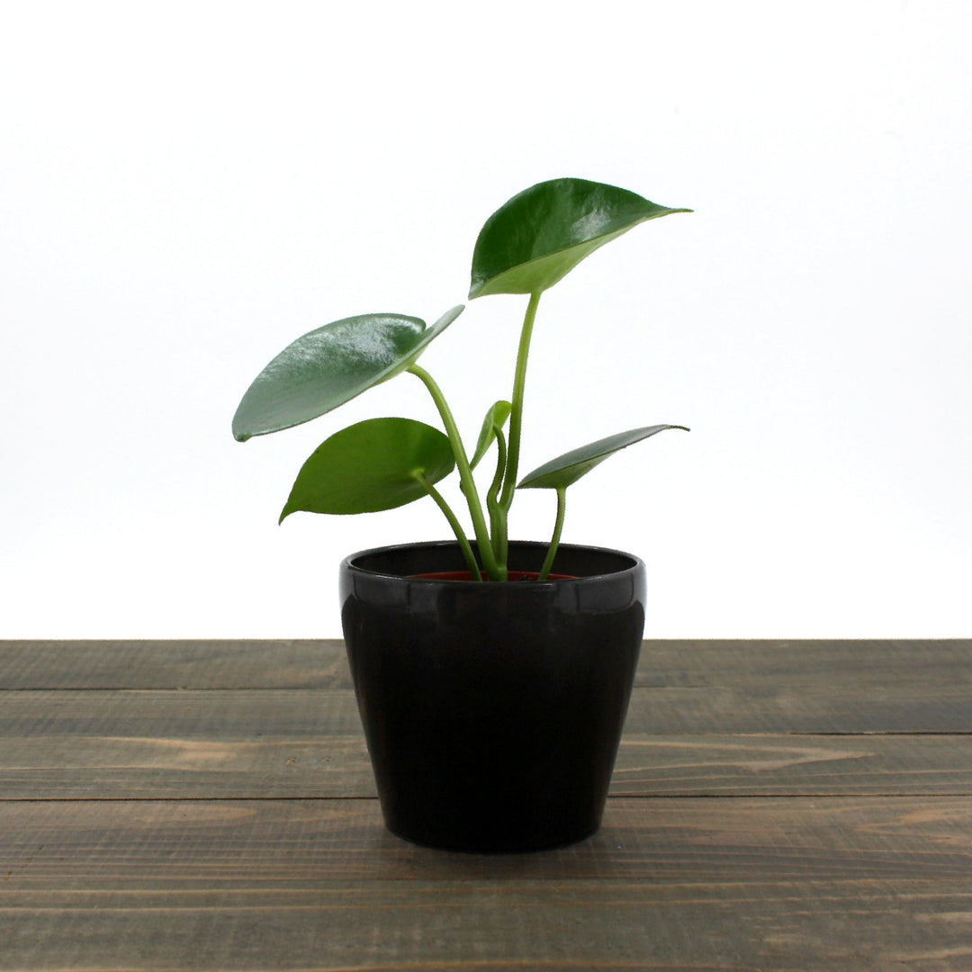Peperomia polybotrya Raindrop Peperomia, 4 Inch Houseplants