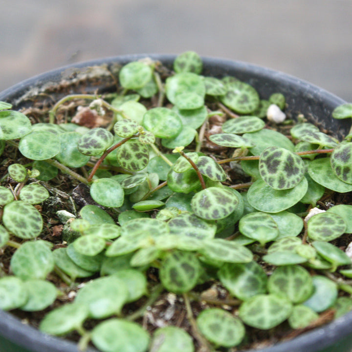 Peperomia prostrata String of Turtles, 4 Inch Houseplants