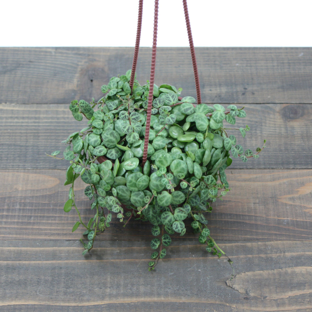 Peperomia prostrata String of Turtles, 4 Inch Houseplants