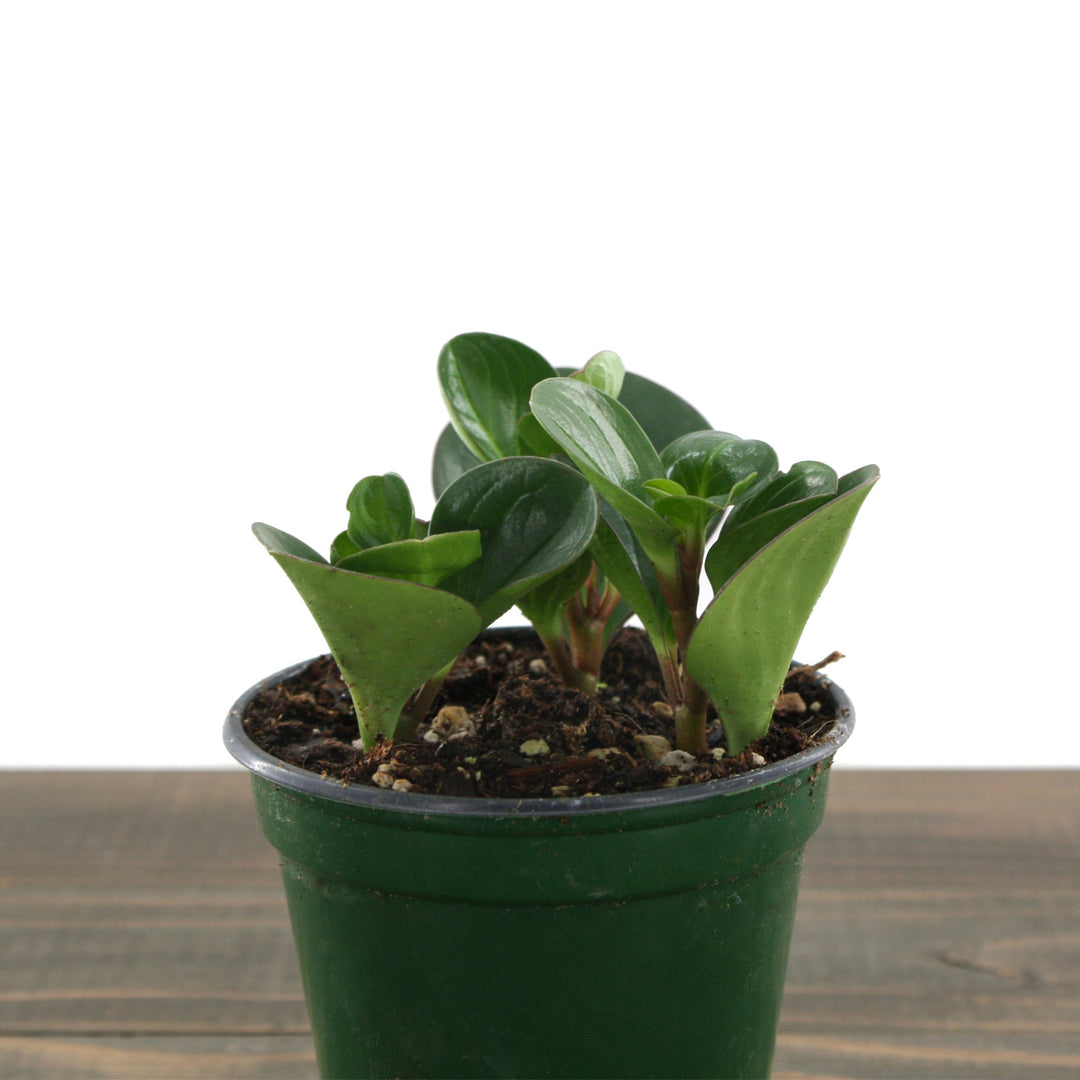 Peperomia obtusifolia Green Peperomia, 4 Inch Houseplants
