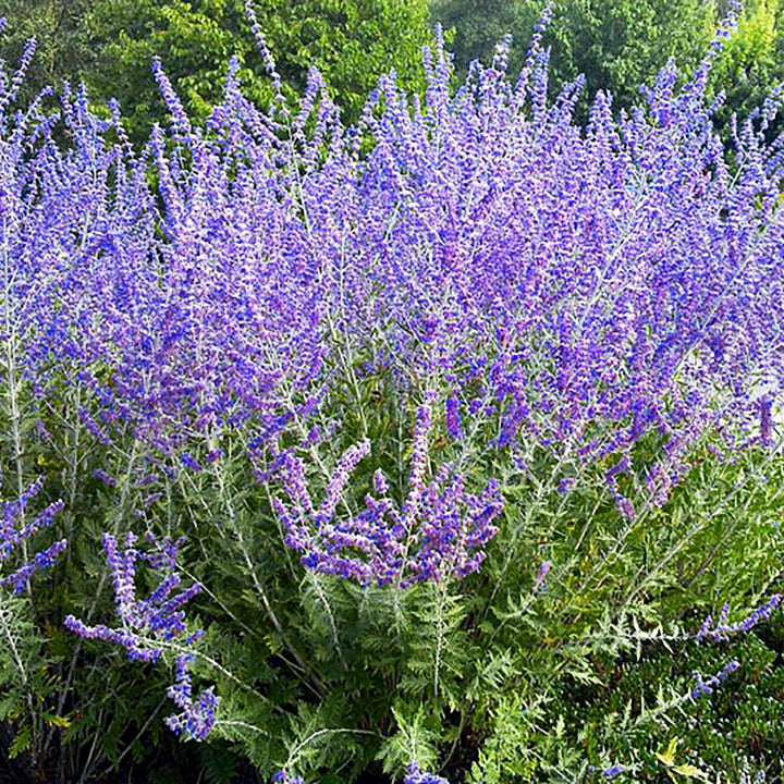 Salvia yangii 'Crazy Blue' Russian Sage, 1 Gallon Perennials