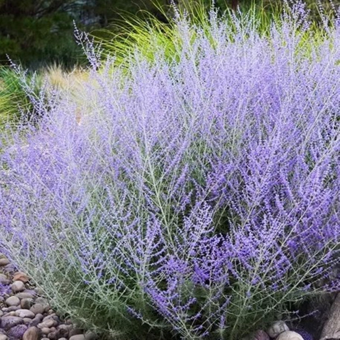 Salvia yangii Russian Sage, 1 Gallon Perennials