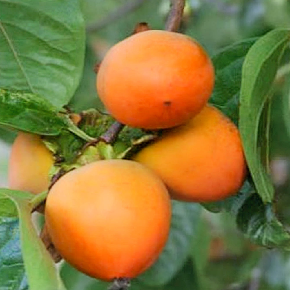 Diospyros kaki 'Hachiya' Persimmon Tree, 7 Gallon Trees