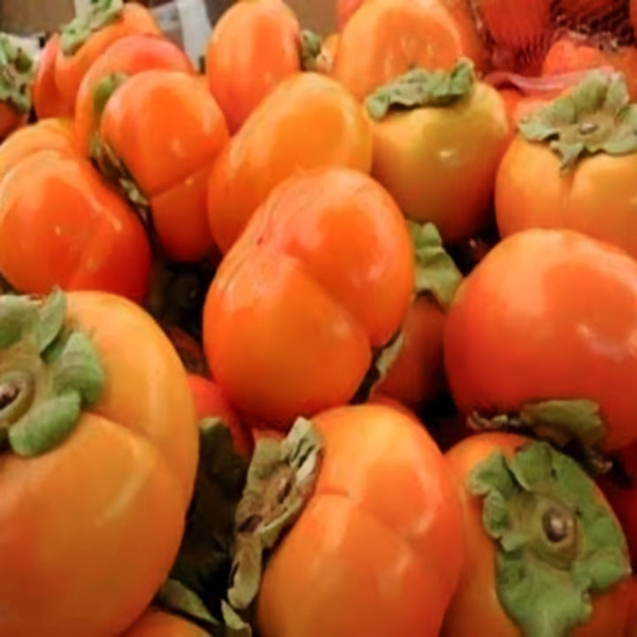 Diospyros kaki 'Fuyu' Persimmon Tree, 7 Gallon Trees