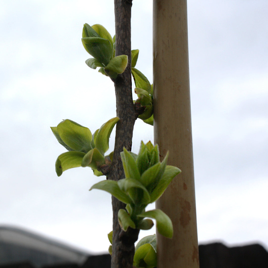 Diospyros kaki 'Fuyu' Persimmon Tree, 7 Gallon Trees