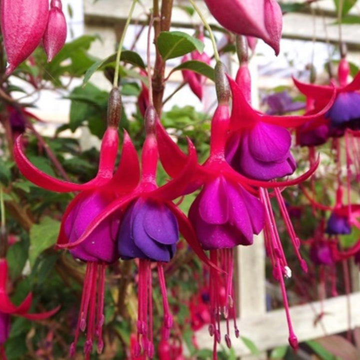 Fuchsia magellanica 'Peter Pan' Hardy Fuchsia, 1 Gallon Perennials